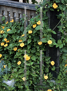 Picture of Thunbergia alata 'Susie Orange'