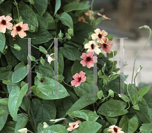 Picture of Thunbergia alata 'Red Shades'