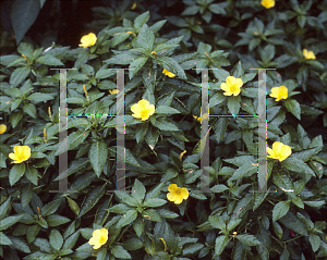 Picture of Turnera ulmifolia 'Eldorado'