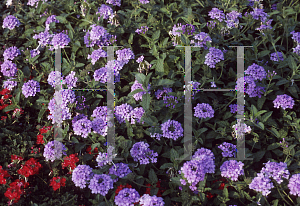 Picture of Verbena canadensis 'Blue Princess'