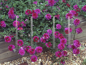Picture of Verbena canadensis 'Ron Deal'