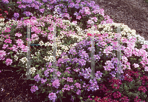 Picture of Verbena x hybrida 'Romance Pastel Mix'