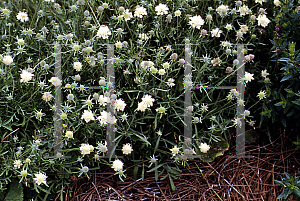 Picture of Scabiosa ochroleuca 