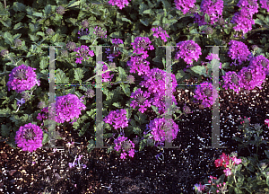 Picture of Verbena canadensis 'Homestead Purple'