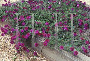 Picture of Verbena canadensis 'Ron Deal'