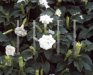 Picture of Datura  'Ballerina White'