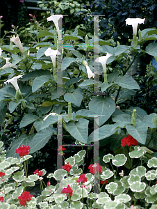 Picture of Datura metel 