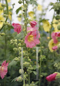 Picture of Alcea ficifolia 