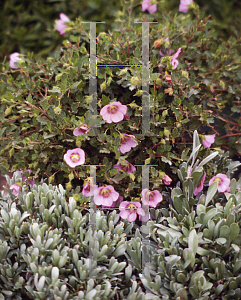 Picture of Anisodontea x hypomandarum 'Tara's Pink'