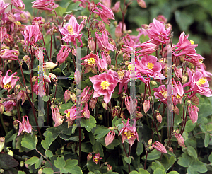 Picture of Aquilegia vulgaris 'Winky Rose-Rose'