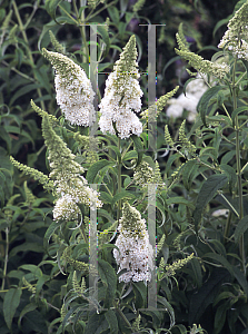 Picture of Buddleia davidii 'White Profusion'