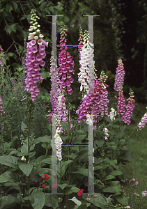 Picture of Digitalis purpurea 'Excelsior Hybrids'