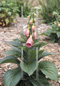 Picture of Digitalis x mertonensis 