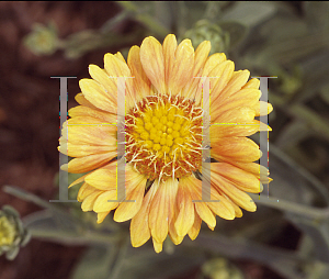 Picture of Gaillardia x grandiflora 'Summer's Kiss'