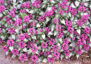 Picture of Lamium maculatum 'Purple Dragon'