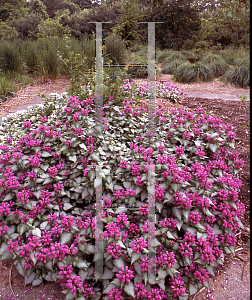 Picture of Lamium maculatum 'Purple Dragon'