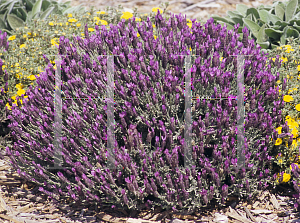 Picture of Lavandula stoechas 'Otto Quast'