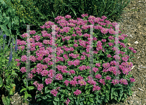 Picture of Monarda didyma 'Petite Delight'