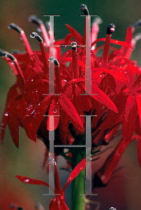 Picture of Lobelia cardinalis 