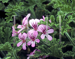 Picture of Pelargonium crispum 