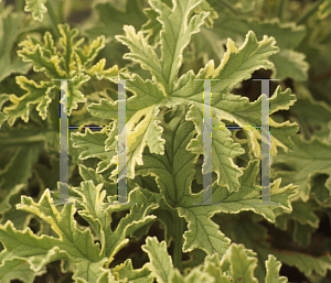 Picture of Pelargonium graveolens 'Variagated Mint Rose'