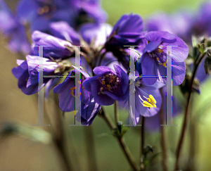 Picture of Polemonium  'Bressingham Purple'