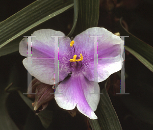 Picture of Tradescantia x andersoniana 'Bilberry Ice'