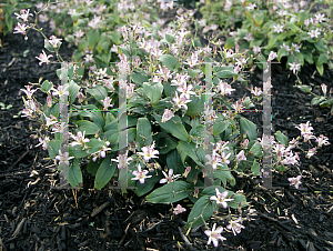 Picture of Tricyrtis x 'Tojen'