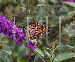 Picture of Buddleia davidii 'Queen's Robe'