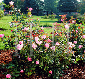 Picture of Rosa  'Radyod(Blushing Knock Out)'