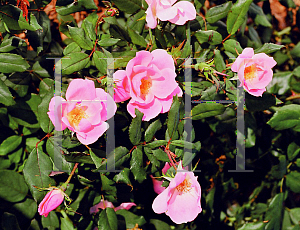 Picture of Rosa  'Radyod(Blushing Knock Out)'