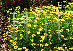 Picture of Coreopsis  'Creme Brule'