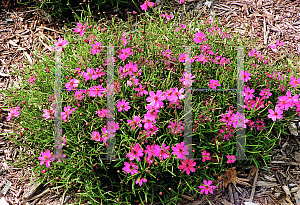 Picture of Coreopsis  'Limerock Passion'