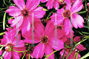 Picture of Coreopsis  'Limerock Passion'