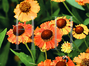 Picture of Helenium  'Mardi Gras'