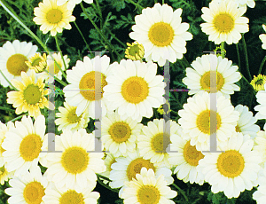 Picture of Anthemis tinctoria 'Susanna Mitchell'