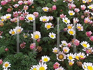 Picture of Anacyclus pyrethrum var. depressus 