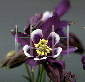 Picture of Aquilegia vulgaris 'Winky Purple-White'