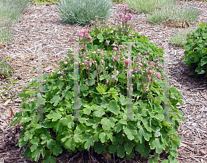 Picture of Aquilegia vulgaris 'Winky Red-White'