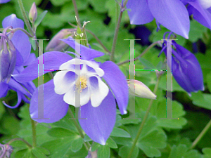 Picture of Aquilegia vulgaris 'Winky Blue-White'