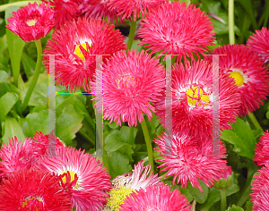 Picture of Bellis perennis 'Tasso Red'