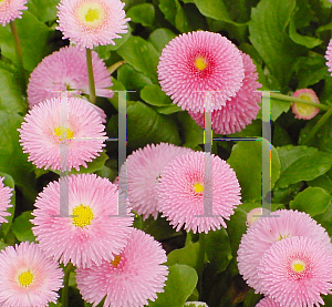 Picture of Bellis perennis 'Tasso Pink'