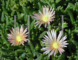 Picture of Delosperma  'Mesa Verde'