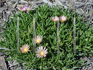 Picture of Delosperma  'Mesa Verde'