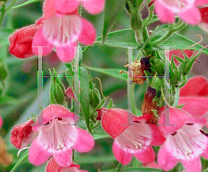 Picture of Penstemon x mexicali 'Red Rocks'