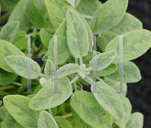 Picture of Salvia officinalis 'Woodcote'