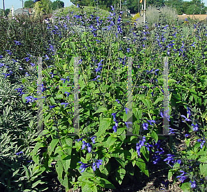 Picture of Salvia guaranitica 'Black and Blue'