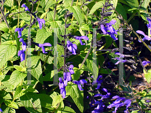 Picture of Salvia guaranitica 'Black and Blue'