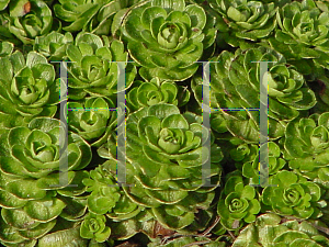 Picture of Saxifraga  'Apple Blossom'