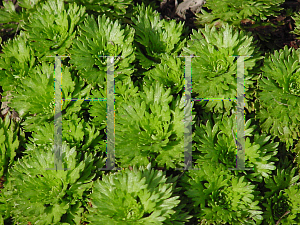 Picture of Saxifraga x arendsii 'Triumph'